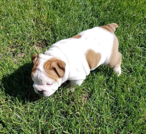 Regalo Disponibili cuccioli di Bouledogue Inglese.