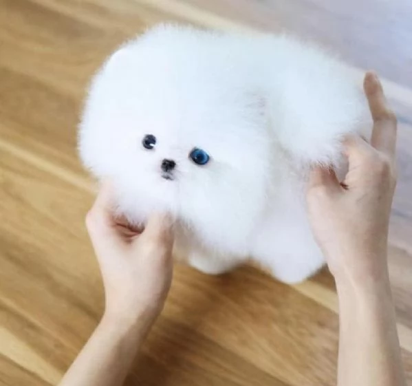 Adorabile cucciolo di pomerania per l'adozione!!