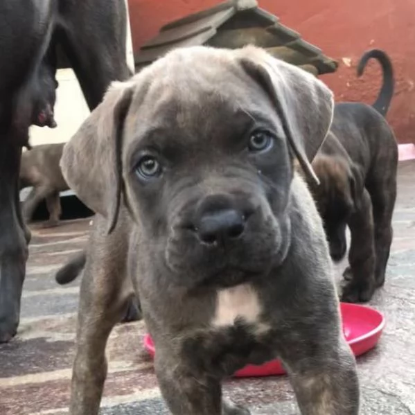 Vendo cuccioli di cane corso.