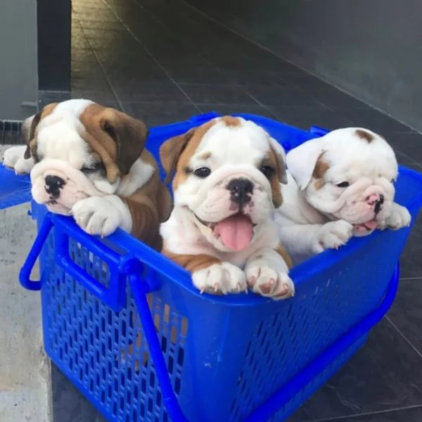 Vendita cuccioli di bulldog inglese