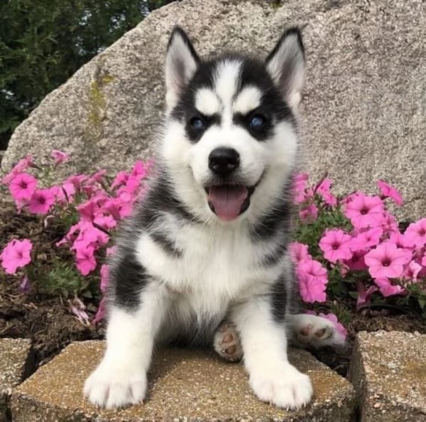 Regalo cuccioli di husky siberiano  maschi e femmina.  