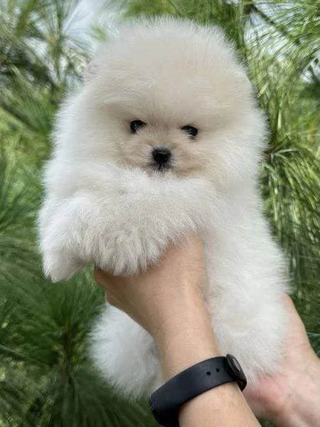 cuccioli di Volpino di Pomerania