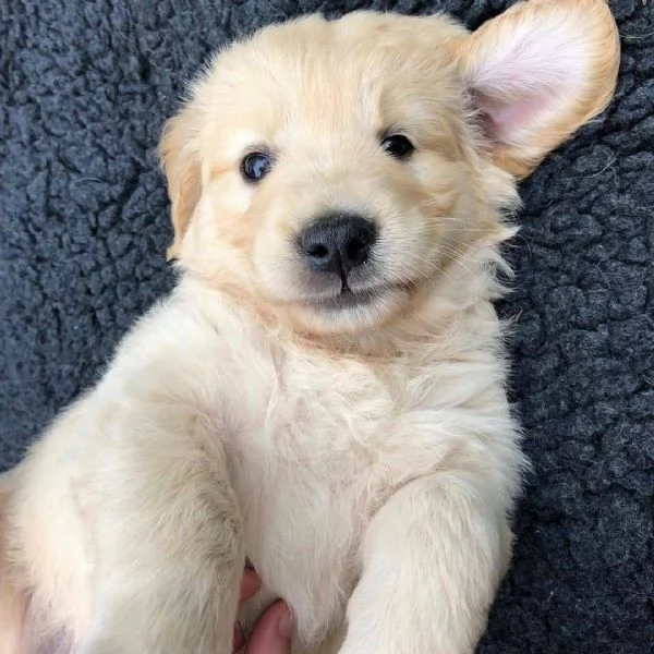 regalo golden retriever cuccioli per l'adozione