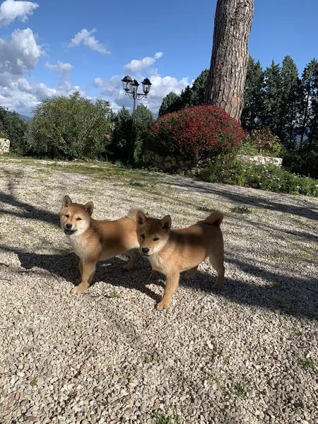 shiba inu cuccioli per regalo