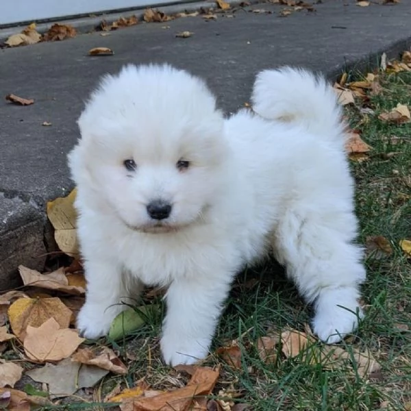 Regalo adorabili cuccioli di samoiedo femminucce e maschietti.