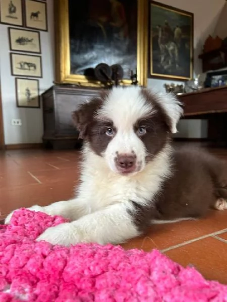 Cuccioli di border collie.