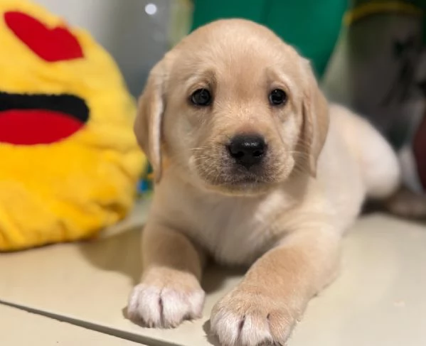 Cuccioli di Labrador Retriever Gialli | Foto 3