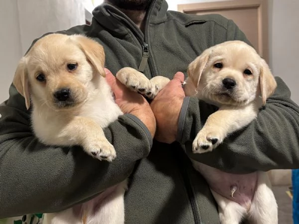 Cuccioli di Labrador Retriever Gialli