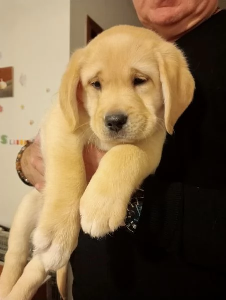 Cuccioli di Labrador Retriever Gialli | Foto 1