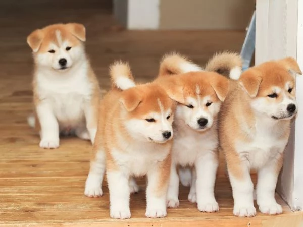 REGALO Cuccioli Shiba Inu cuccioli Shiba Inu maschio e femmina disponibile. Tutti i documenti sono d