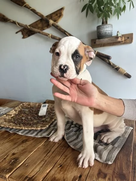 Cuccioli di Bulldog americano | Foto 4