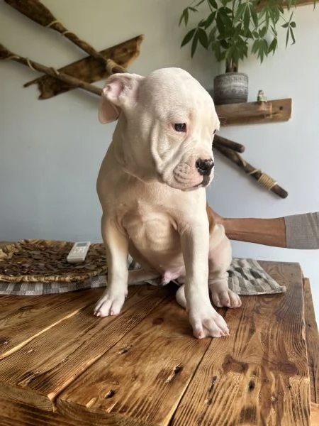 Cuccioli di Bulldog americano | Foto 3