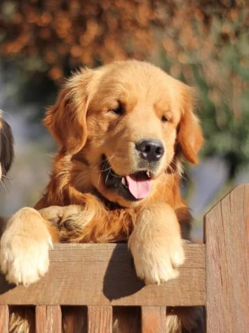 Golden Retriever alta genealogia per adozione | Foto 3