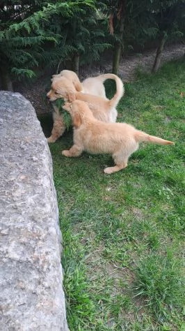 Golden Retriever alta genealogia per adozione | Foto 1