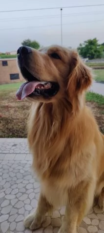 Golden Retriever alta genealogia per adozione | Foto 0