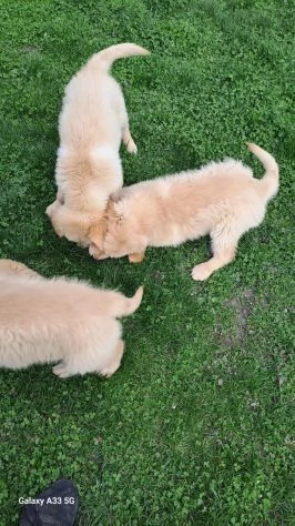 Golden Retriever alta genealogia per adozione