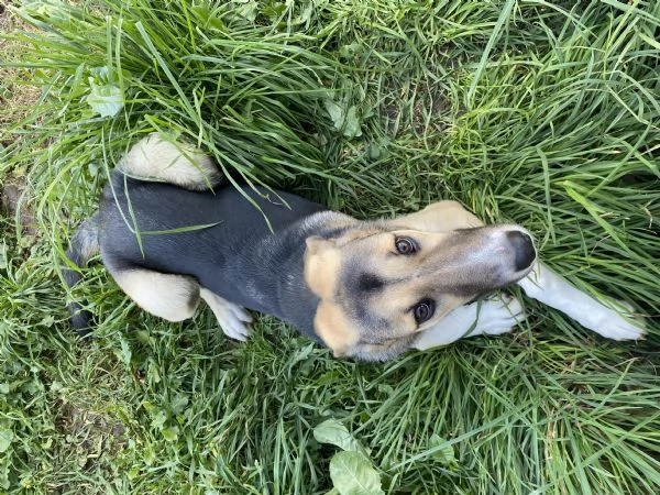 Regalo cucciolo di cane femmina | Foto 0