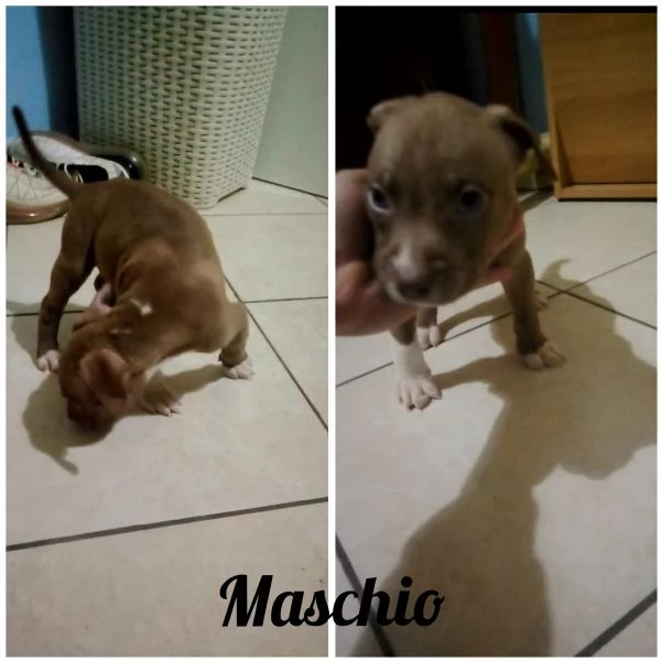 Cuccioli Pitbull 