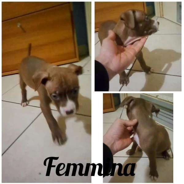 Cuccioli Pitbull  | Foto 2