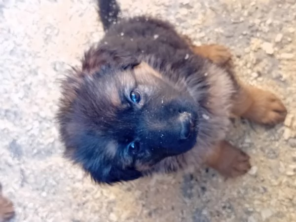 Cuccioli di Pastore tedesco  | Foto 1