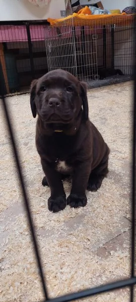 Ultima cucciola labrador cioccolato | Foto 2