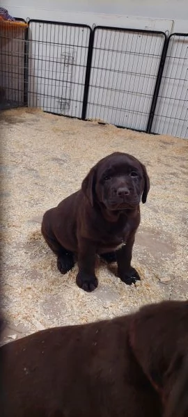 Ultima cucciola labrador cioccolato | Foto 1