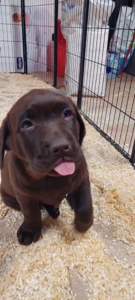 Ultima cucciola labrador cioccolato | Foto 0