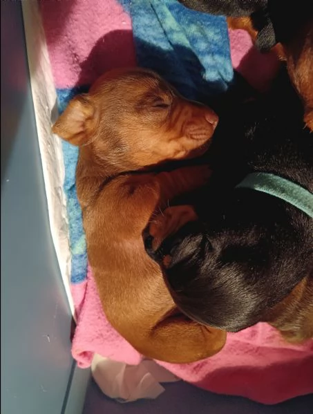 Cuccioli bassotto nano | Foto 4