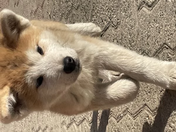 Cuccioli di akita Inu con pedigree 