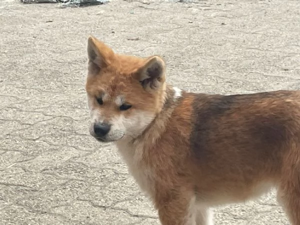 cuccioli di akita Inu con pedigree  | Foto 3