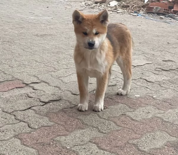 cuccioli di akita Inu con pedigree  | Foto 2