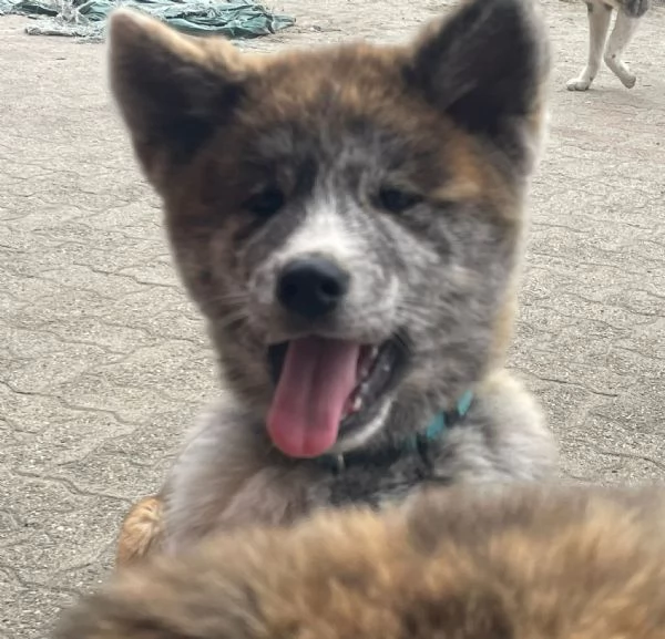 cuccioli di akita Inu con pedigree  | Foto 1