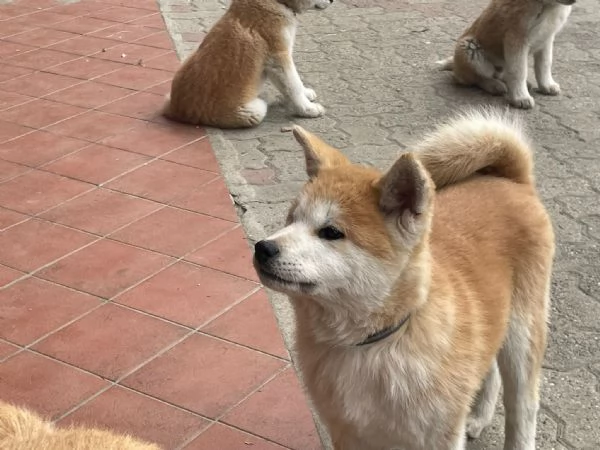 cuccioli di akita Inu con pedigree  | Foto 0