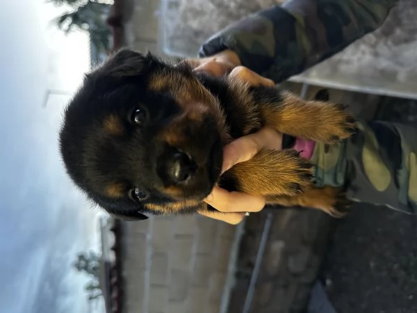 Cuccioli di Rottwailer | Foto 2