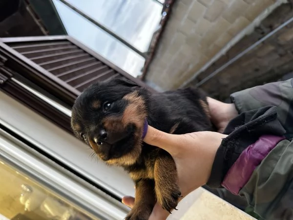 Cuccioli di Rottwailer | Foto 1