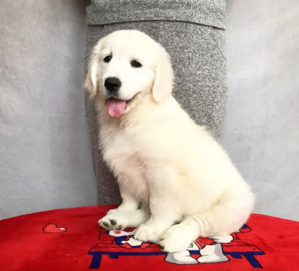 Cuccioli maschi di Golden Retriever