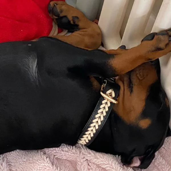 Doberman puppy for rehoming