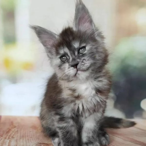 Maine coon cuccioli