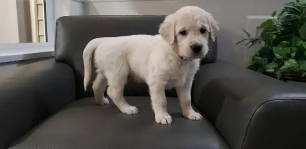 Cuccioli maschi di Golden Retriever