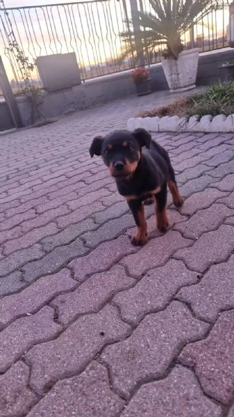 Cucciola rottweiler | Foto 1