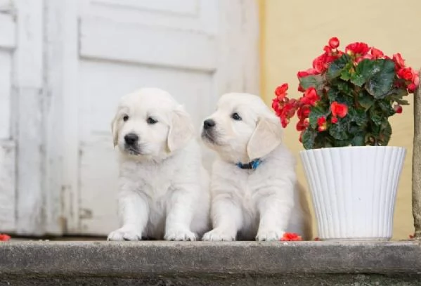 CUCCIOLI DI GOLDEN RETRIEVER