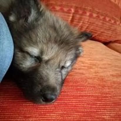 cuccioli di cane lupo cecoslovacco