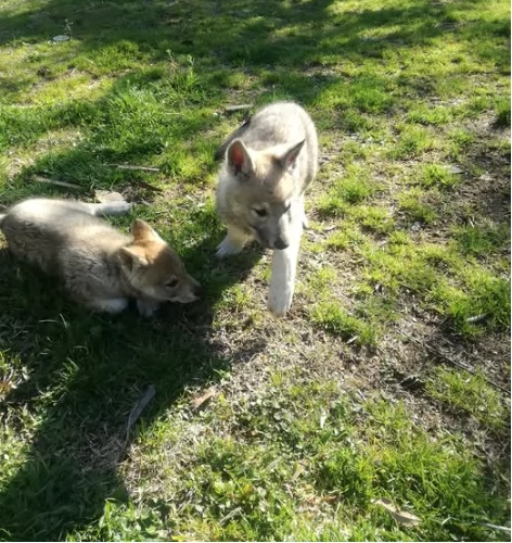 cuccioli di cane lupo cecoslovacco | Foto 5