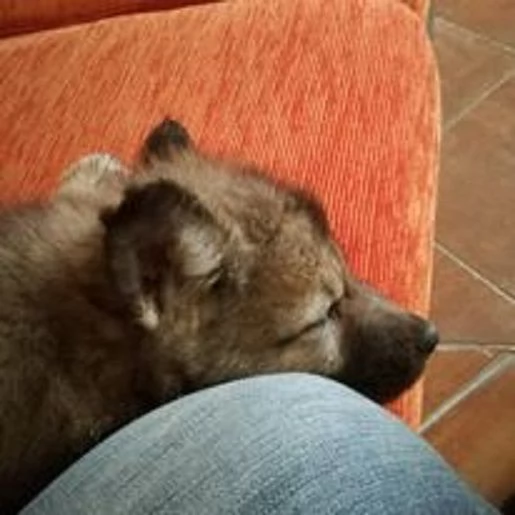 cuccioli di cane lupo cecoslovacco | Foto 4