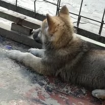 cuccioli di cane lupo cecoslovacco | Foto 3