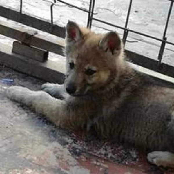 cuccioli di cane lupo cecoslovacco | Foto 2