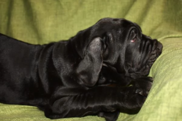 Cuccioli di Mastino Napoletano in Vendita