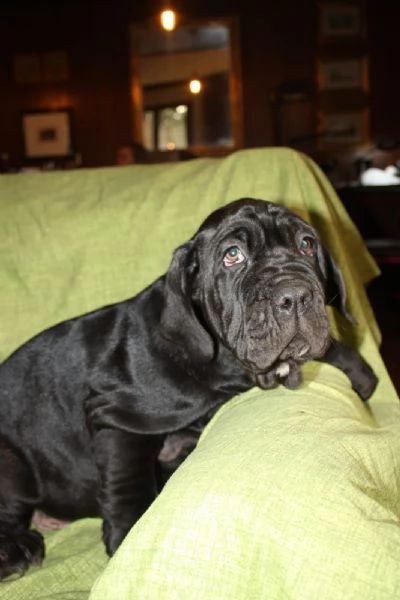 Cuccioli di Mastino Napoletano in Vendita | Foto 5