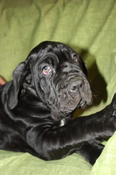 Cuccioli di Mastino Napoletano in Vendita | Foto 4