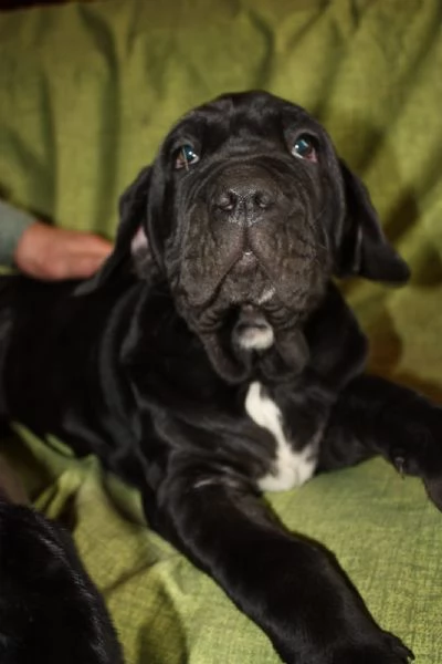 Cuccioli di Mastino Napoletano in Vendita | Foto 3